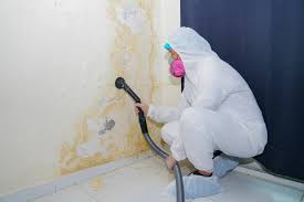 Best Black Mold Removal  in Danville, AR